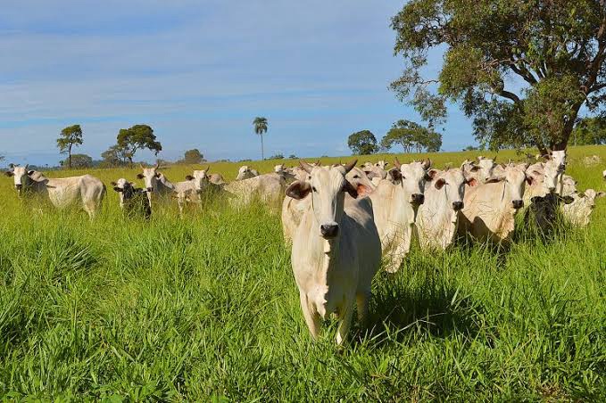 Assembleia aprova redução de 30% no “Fethab da vaca” em Mato&nbsp;Grosso