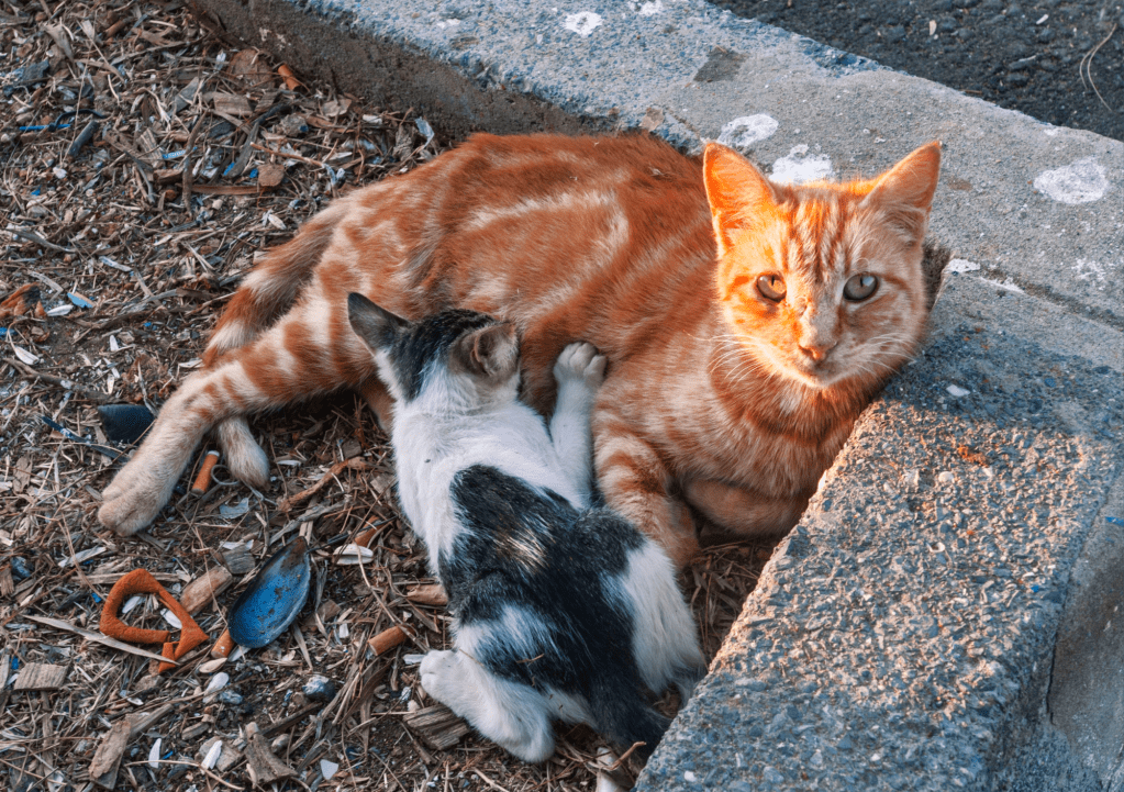 Prefeitura de Cuiabá amplia apoio a ONGs e protetores com doações de&nbsp;ração