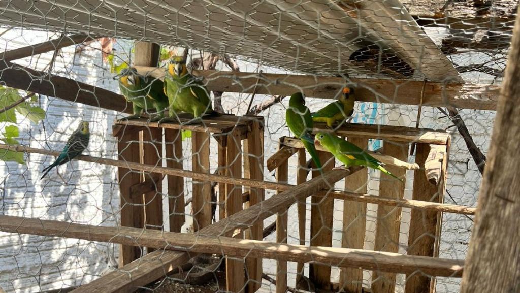 Polícia Civil desmantela criadouro ilegal e resgata aves silvestres em Várzea&nbsp;Grande