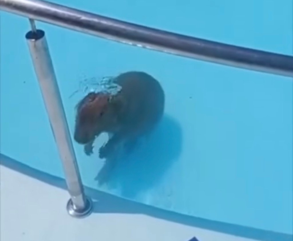 Alerta de fofura: Capivara faz festa em piscina em Goiás. Veja o&nbsp;vídeo