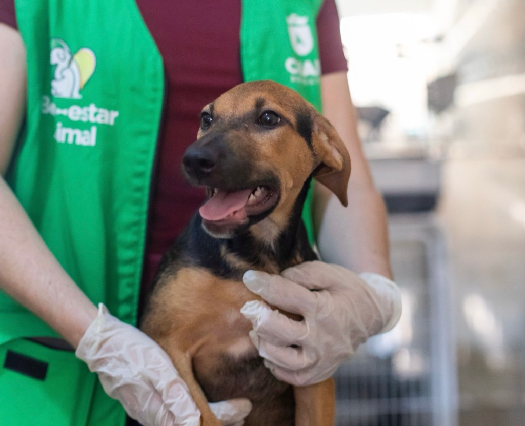 Prefeitura atende 25 cães de ONG e reforça cuidado com bem-estar animal em&nbsp;Cuiabá