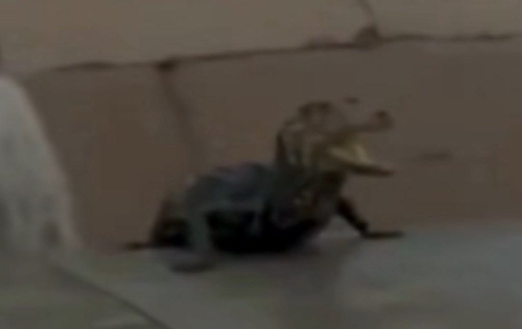 Jacaré chama atenção durante temporal e alagamentos em Cuiabá. Veja o&nbsp;vídeo